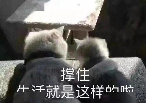 娱乐吃瓜口播文案短句搞笑  第2张